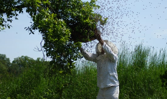 Apiculteur qui récupère des abeilles